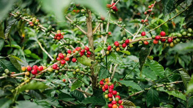 C06_Responsibility_Ethical Sourcing